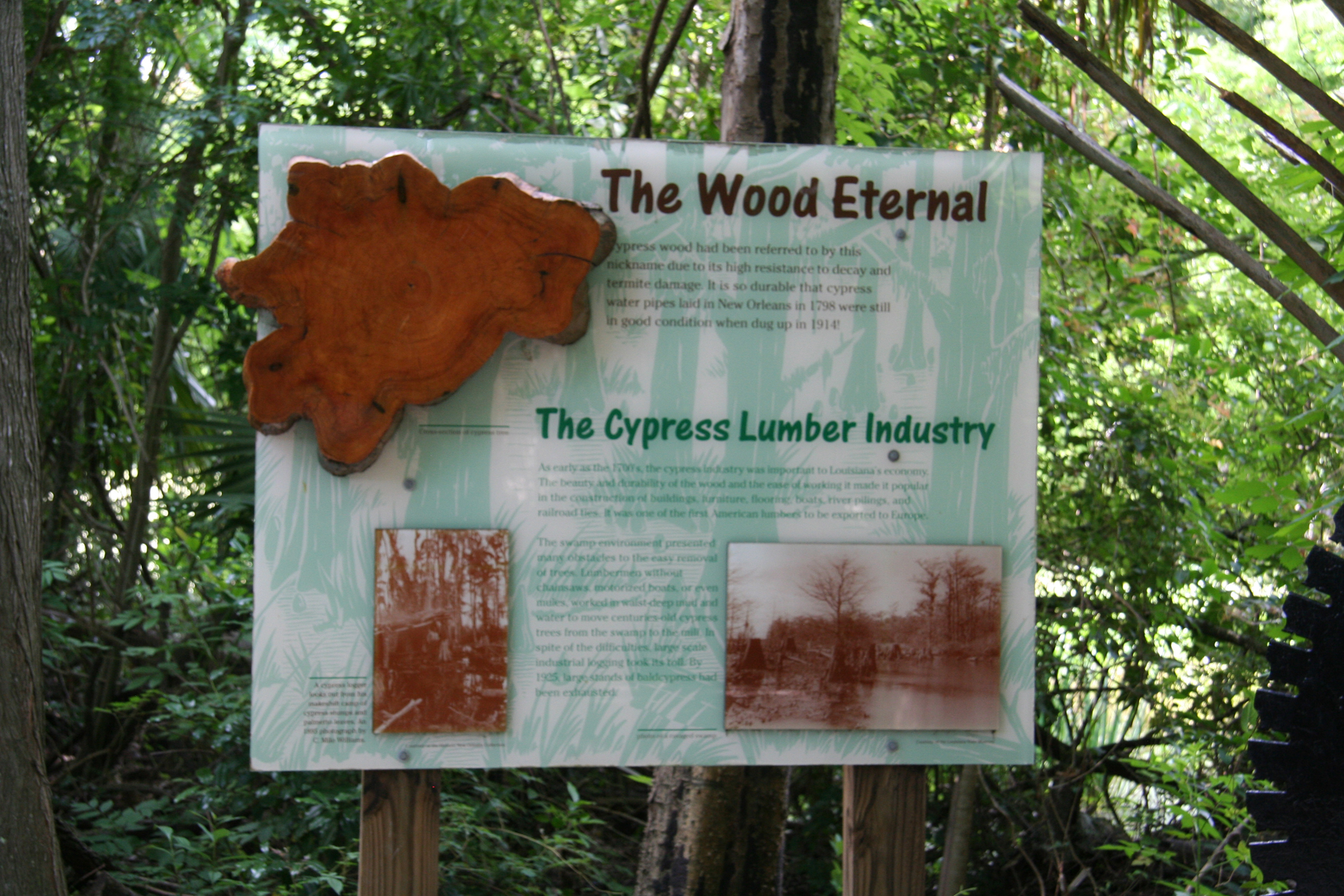 Wissenswertes über das „ewige Holz“ der Zypressen / Interesting facts about |dq|The Wood Eternal|dq| of the cypress trees